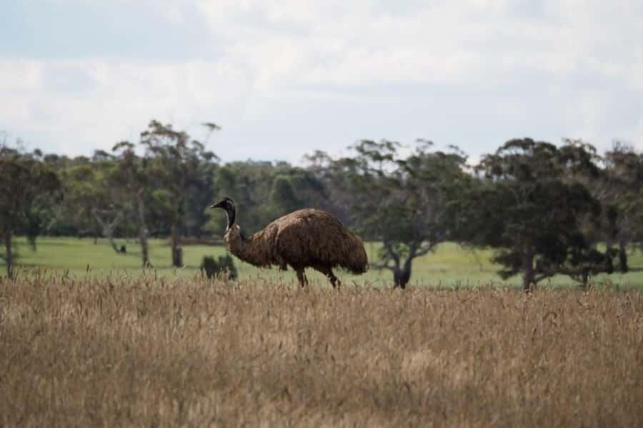 From Sydney: Australian Wildlife Safari with Lunch & Dinner - Late afternoon to dusk: chasing platypus chances near still waters