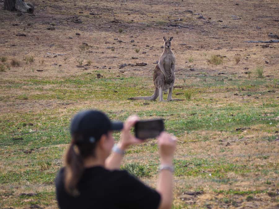 From Sydney: Australian Wildlife Safari with Lunch & Dinner - Historic pub dinner and the switch to red-light night hunting