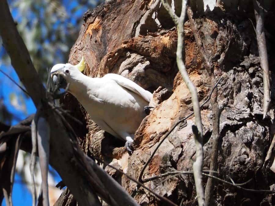 From Sydney: Australian Wildlife Safari with Lunch & Dinner - Should you book the Australian Wildlife Safari from Sydney?
