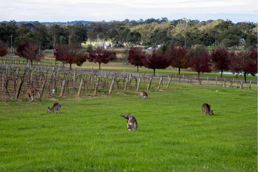From Sydney: Award-Winning Hunter Valley Wine & Cheese Tour - Is the $166 price tag actually good value?