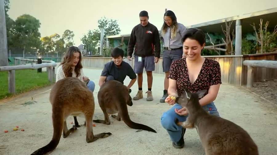 From Sydney: Blue Mountains Day Tour & Hop-on, Hop-off Tour - Should you book this Sydney + Blue Mountains combo tour?