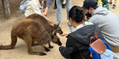 From Sydney: Blue Mountains, Sydney Zoo & Walking Tour - Sydney Zoo morning: kangaroos, native wildlife, and a calmer start
