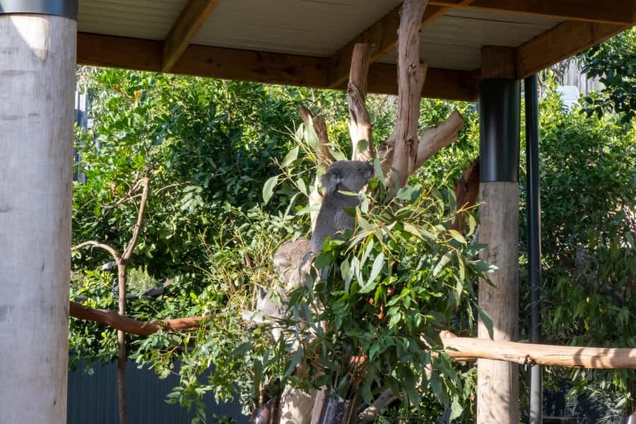 From Sydney: Blue Mountains, Sydney Zoo & Walking Tour - Katoomba Falls walking time: pick your comfort level