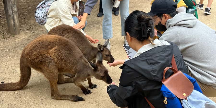 From Sydney: Blue Mountains, Sydney Zoo & Walking Tour - Sydney Zoo morning: kangaroos, native wildlife, and a calmer start