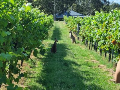 From Sydney: Hunter Valley Beer & Wine Group Tour - Small-group coach from central Sydney (and what you gain)