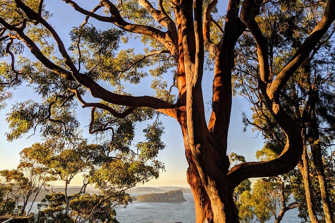 Golden Beaches and Ocean Vistas MANLY AND NORTHERN BEACHES PRIVATE TOUR - Price and value: what $358.62 really buys you