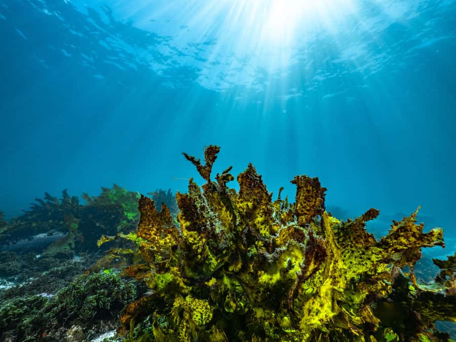 Guided Snorkel Tour at Australias most iconic beach - Geoff James Pool (Clovelly Ocean Pool): Your 1-Hour Marine Safari