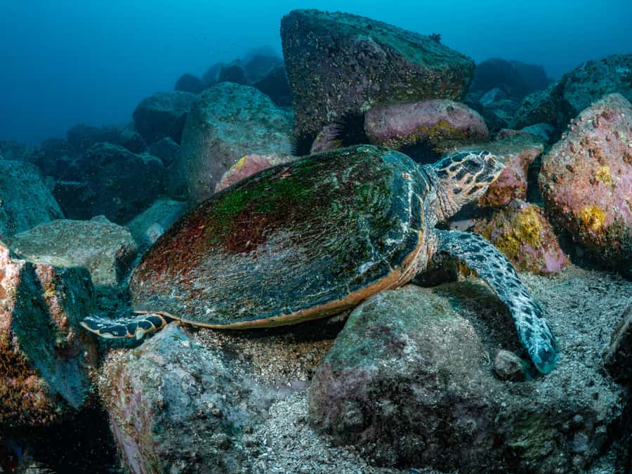 Guided Snorkel Tour at Australias most iconic beach - Who This Tour Suits Best (And Who Should Skip It)