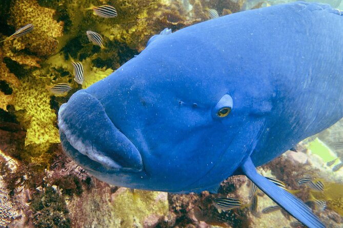 Guided Snorkeling Experience in Bondi - One-Hour Snorkel Session: What You’ll Look For Underwater