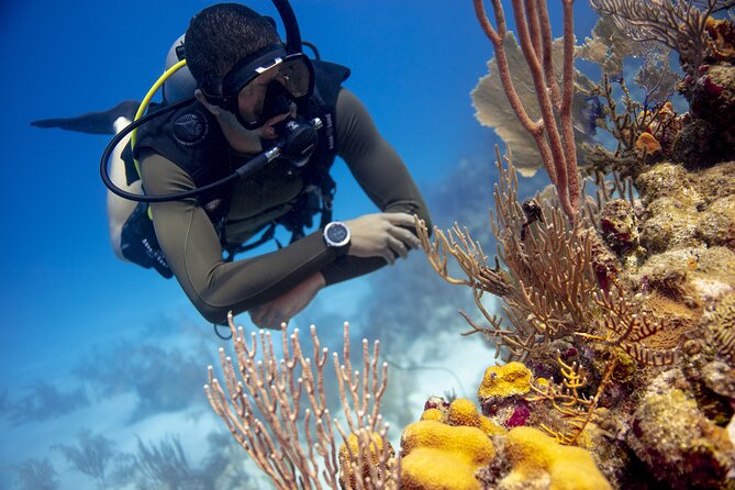 Half-Day Private Discover Dive at Australia's Iconic Beach - Where it Starts at Bondi: your four-hour arc in plain terms