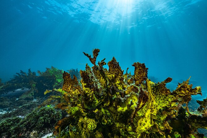 Half-Day Private Discover Dive at Australia's Iconic Beach - Price in real life: is $376.55 per group worth it?