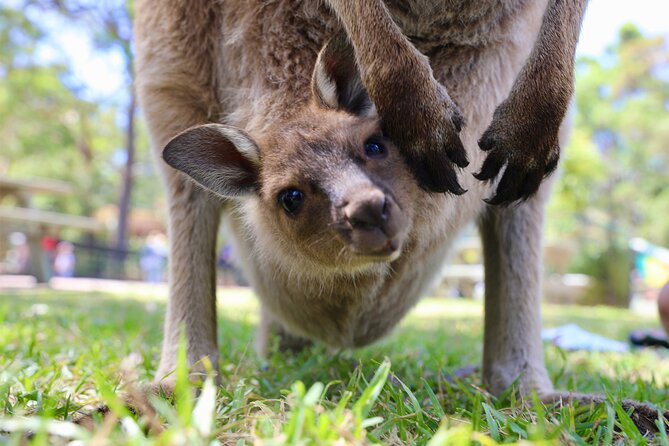 Horse Riding, Koalas & Kangaroos - Wild Australia: Private Tour - The big idea: a private day that runs on rails