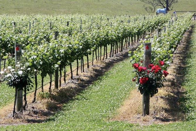 Hunter Valley Private Wine Tasting Tour from Sydney - Winery stop 2: up to 10 wines, with Shiraz and Semillon on your radar