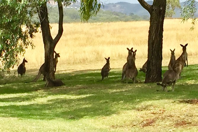 Hunter Valley Wine Tasting Private Tour From Sydney - Who this Hunter Valley private tour suits best