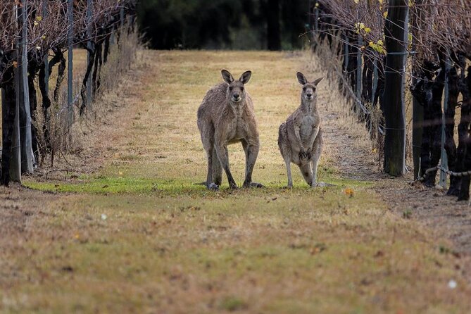 Hunter Valley Wine Tour from Sydney: 3 Wineries & Vineyard Picnic - Lunch at 4 Pines at the Farm: plan for a menu stop, not an included feast