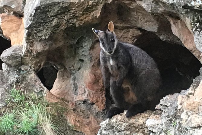 Inside the Greater Blue Mountains World Heritage - A Private Wildlife Safari Overnight - Price and value for a private 2-day wildlife safari