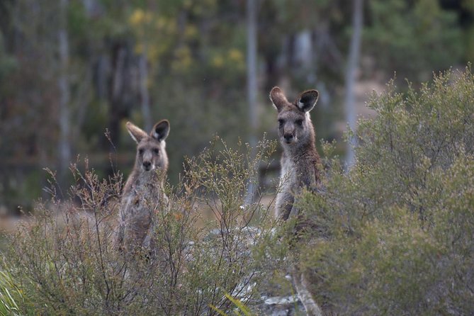 Inside the Greater Blue Mountains World Heritage - A Private Wildlife Safari Overnight - Who this tour suits best
