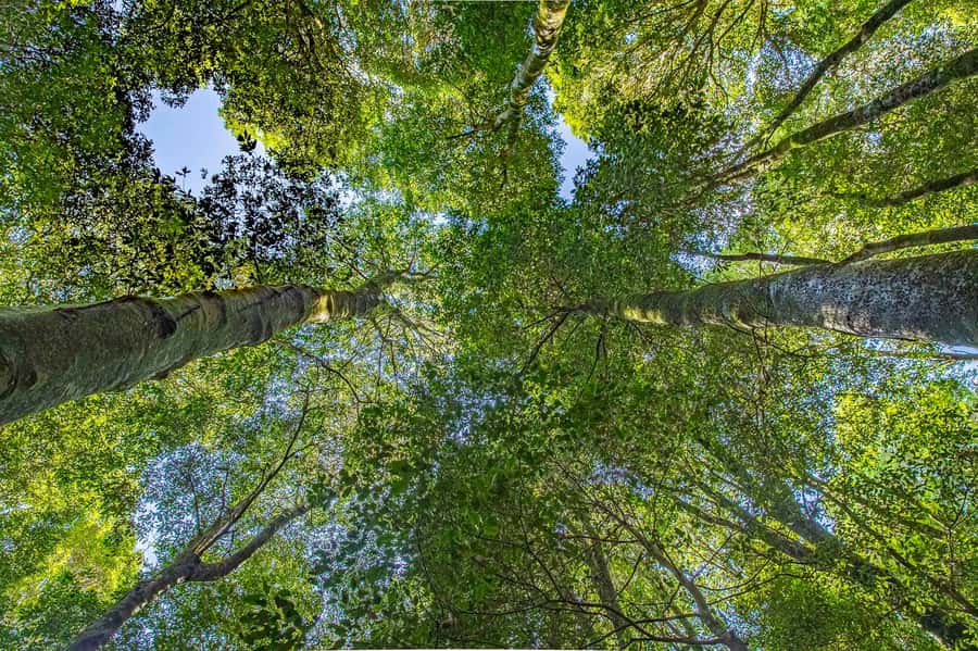 Luxury Blue Mountains Escape The Crowds Tour - Scenic World isn’t part of the package