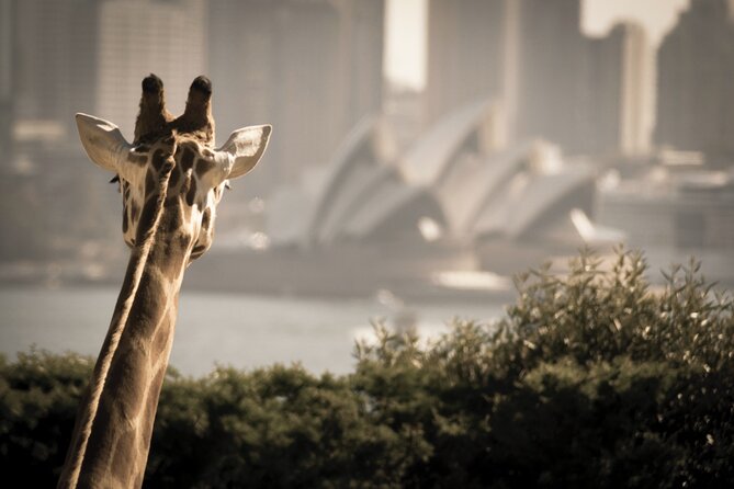 Luxury Sydney Tour - The stop-by-stop flow: what works best for first-timers