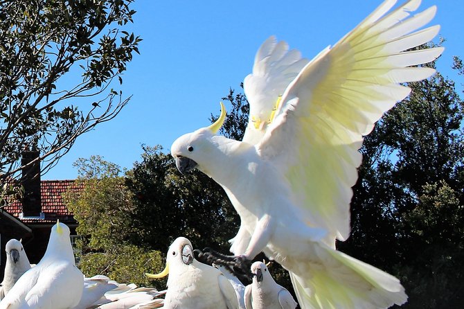 Manly and more private tour - Pace, Timing, and What to Expect in Six Hours