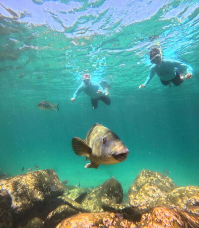 Manly Beach Guided Snorkeling Tours - Meeting at Shelly Beach: getting oriented before you go in