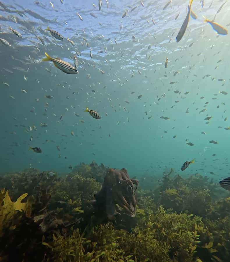 Manly Beach Guided Snorkeling Tours - Price and value: is $116 worth it in Sydney?