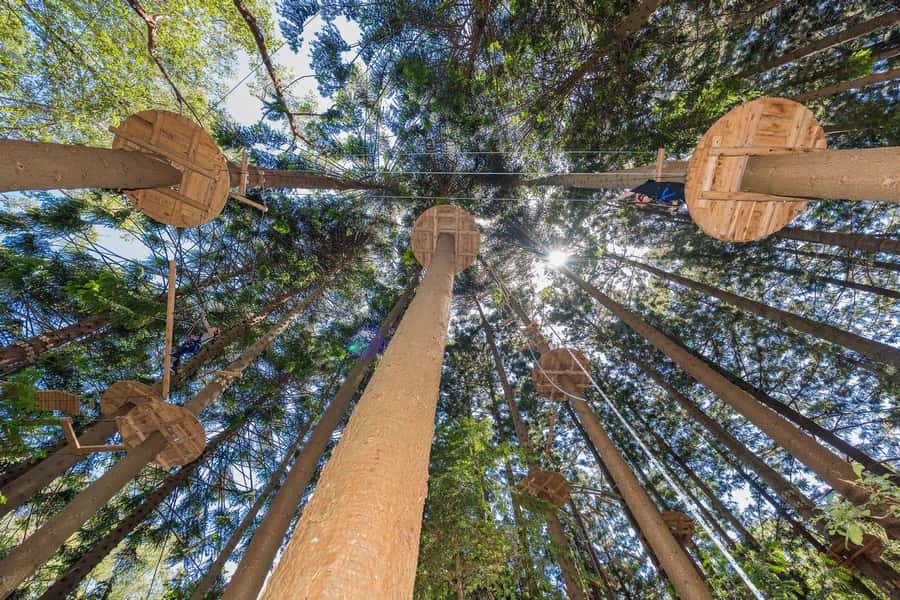 Pennant Hills: Tree Ropes Course Session - Key highlights worth planning for