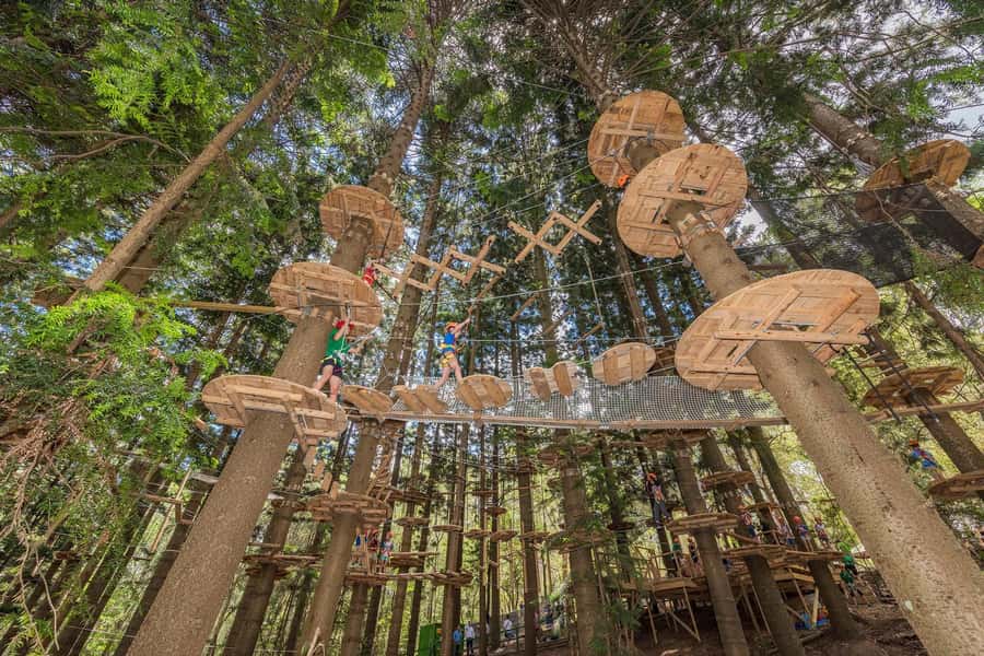 Pennant Hills: Tree Ropes Course Session - Pennant Hills tree ropes: why it feels different from a typical Sydney day out