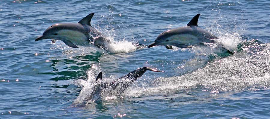 Port Stephens: Dolphin, Lunch, Koalas&Sandboarding -Mandarin - A 12-hour Port Stephens wildlife and sand adventure from Sydney