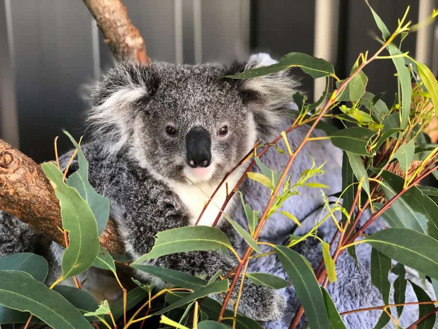 Port Stephens: Dolphin, Lunch, Koalas&Sandboarding -Mandarin - Koala Sanctuary stop: short, structured, and worth it