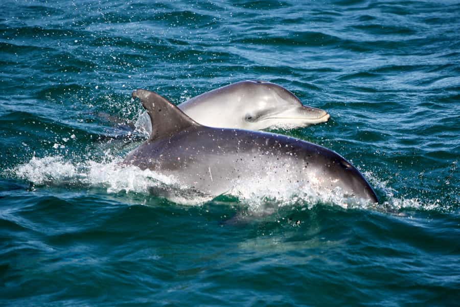 Port Stephens: Dolphin, Lunch, Koalas&Sandboarding -Mandarin - What’s included, what’s not, and what to pack