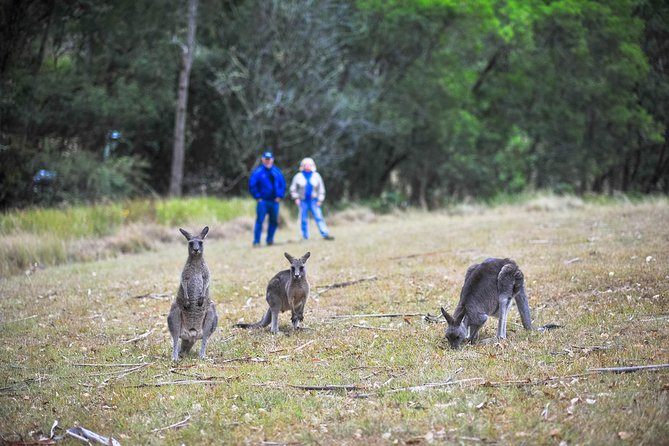 Private Blue Mountains and Winery Day-Trip from Sydney - Price and what you’re really paying for (AUD 1,595 per group)
