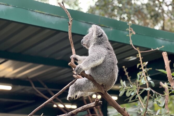 Private Blue Mountains Day Trip VIP from Sydney luxury Mercedes - Optional Scenic World: Pay If You Want More Views, Skip If You’d Rather Rest