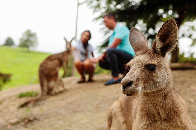 Private Blue Mountains High Country Day Trip from Sydney - Morning Tea in Glenbrook: A Remote Stop with Wild Kangaroos Nearby