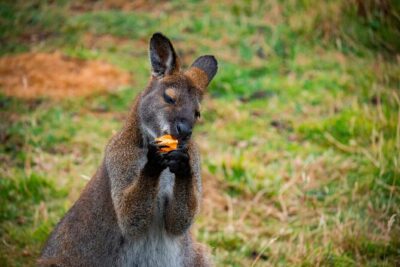 PRIVATE Blue Mountains Scenic World Australian Wildlife & Cruise - Luxury transport from Sydney, with pickup and a smart pace