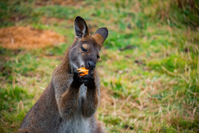 PRIVATE Blue Mountains Scenic World Australian Wildlife & Cruise - Luxury transport from Sydney, with pickup and a smart pace