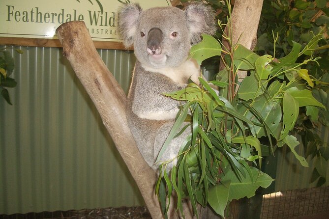 PRIVATE Blue Mountains Tour, Wildlife Park and River Cruise - The view circuit: Three Sisters, Echo Point, and the Grand Canyon-style stop