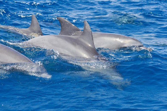 Private Port Stephens Day Trip from Sydney incl Dolphin Cruise - Key Things You’ll Notice on This Port Stephens Day Trip