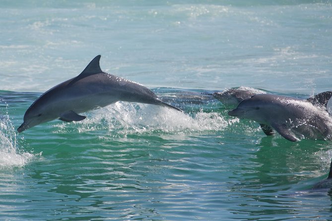 Private Port Stephens Day Trip from Sydney incl Dolphin Cruise - Timing That Actually Works for a Full 11 Hours