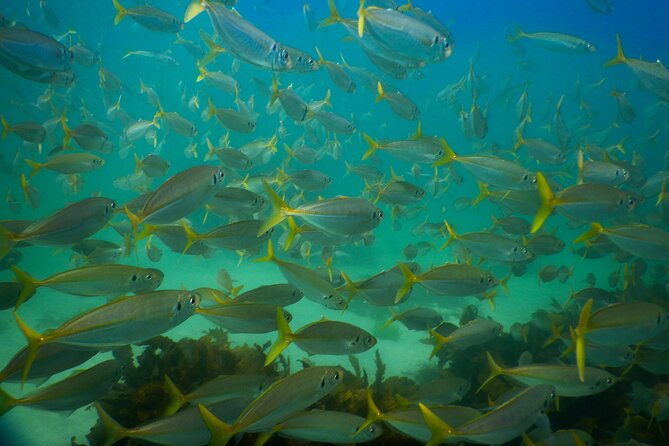 Private Snorkeling Tour In Sydney's Marine Reserve - Getting Ready at Clovelly: Where Your Snorkel Day Starts
