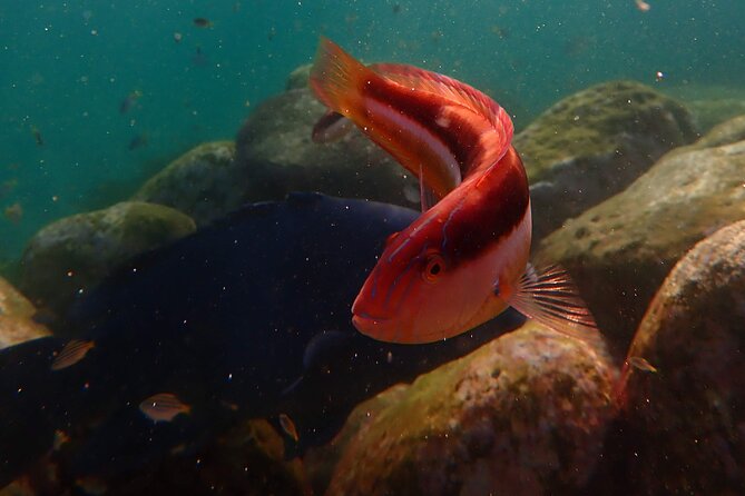 Private Snorkeling Tour In Sydney's Marine Reserve - In the Water: Kelp Forests, Reef Edges, and Fish You Can Actually See