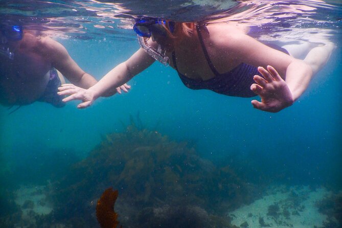 Private Snorkeling Tour In Sydney's Marine Reserve - Choosing Between Clovelly and Little Bay When Conditions Change