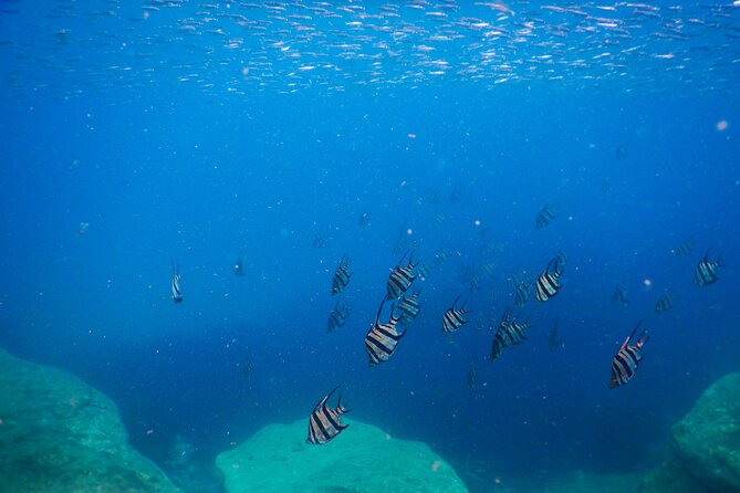 Private Snorkeling Tour In Sydney's Marine Reserve - After the Snorkel: Clovelly Time, Coastal Walk Energy, and Food