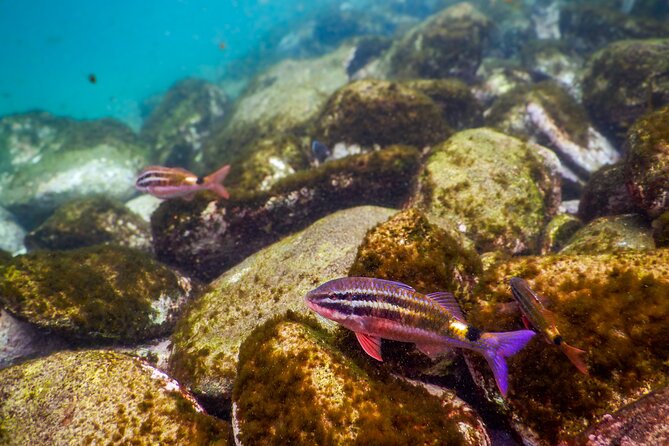 Private Snorkeling Tour In Sydney's Marine Reserve - Price and Value: Is $143.09 per Person Fair?