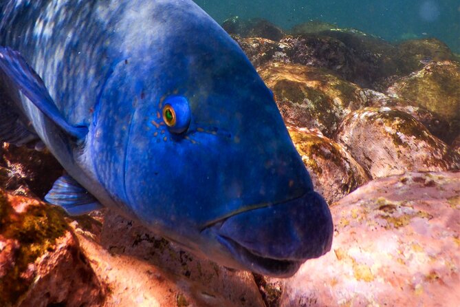 Private Snorkeling Tour In Sydney's Marine Reserve - Private Snorkeling: The Route and Pace Belong to Your Group