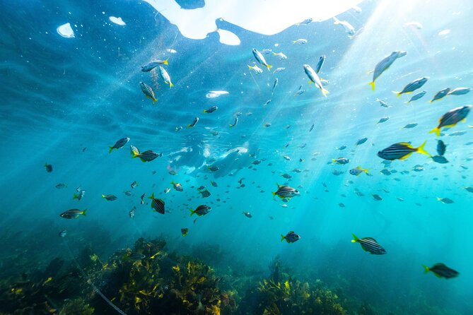 Private Sydney Snorkeling Experience: Explore Cabbage Tree Bay - Key highlights to know before you go