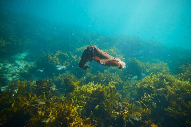 Private Sydney Snorkeling Experience: Explore Cabbage Tree Bay - Gear, binoculars, and photos: The included extras that save time