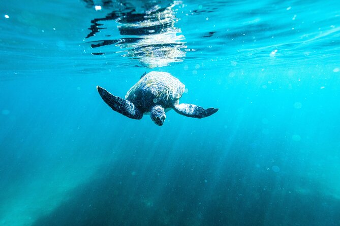 Private Sydney Snorkeling Experience: Explore Cabbage Tree Bay - Price and value at about $121.93 per person for 2 hours
