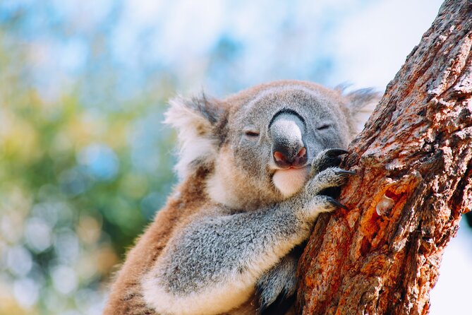 Private Wildlife Waterfalls and Wine Day Tour from Sydney - Key highlights worth planning for