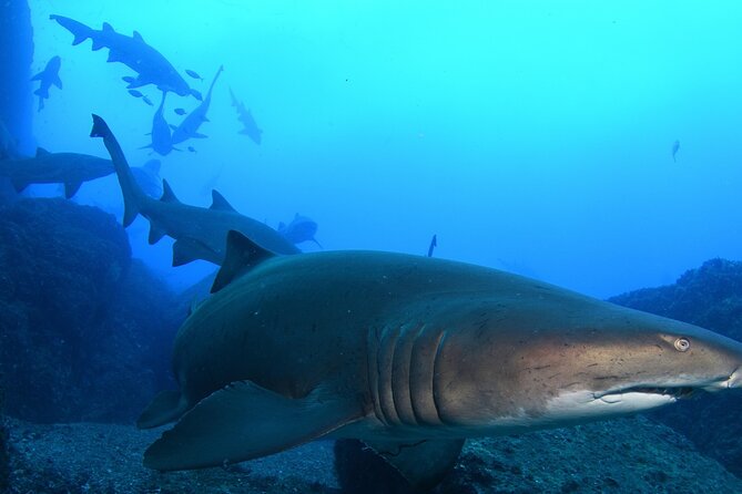 Scuba Dive With Grey Nurse Sharks in Bushrangers Bay - Key highlights worth your attention